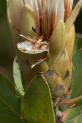Chirodica