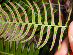Blechnum punctulatum