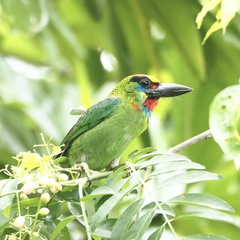 Psilopogon mystacophanos