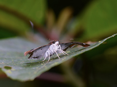 Odontoptilum angulata