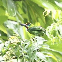 Psilopogon mystacophanos