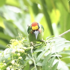 Psilopogon mystacophanos