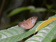 Tanaecia pelea
