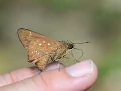 Pithauria marsena