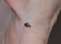 Chirodica
