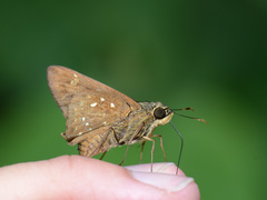 Pithauria marsena