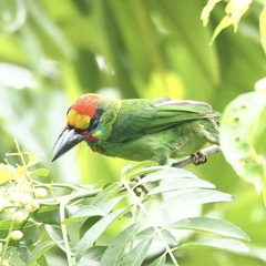 Psilopogon mystacophanos