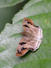 Odontoptilum angulata