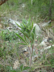 Potentilla pedata