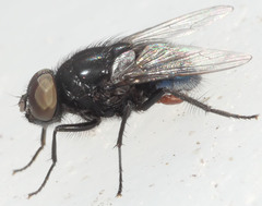 Australophyra rostrata