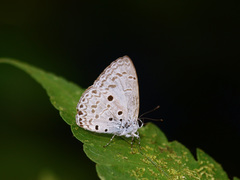 Acytolepis puspa