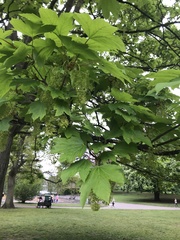 Acer pseudoplatanus