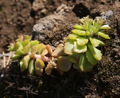 Phedimus stellatus