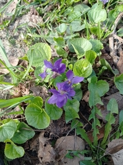 Viola odorata