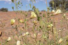 Hibiscus engleri