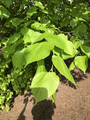 Tilia
