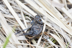 Hydrophilus aterrimus