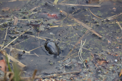 Hydrophilus aterrimus