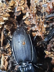 Berzercon ferdinandi