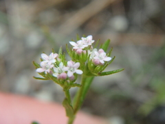 Valerianella coronata