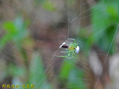 Aoaraneus pentagrammicus