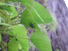 Pachyrhynchus tobafolius
