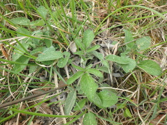 Salvia ringens