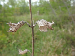 Salvia ringens