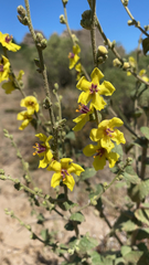 Verbascum sinuatum