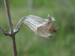 Salvia ringens
