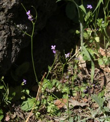 Arabis verna