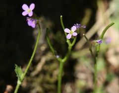 Arabis verna