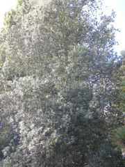 Banksia integrifolia