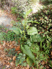 Rumex obtusifolius