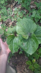 Trillium angustipetalum