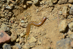 Scolopendra cingulata