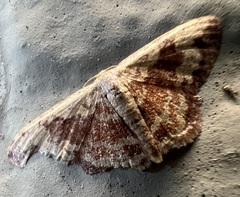 Idaea vacillata