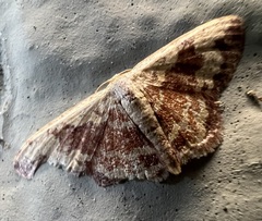 Idaea vacillata