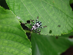 Pachyrhynchus tobafolius