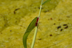 Crocothemis erythraea