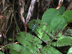 Pachyrhynchus sarcitis