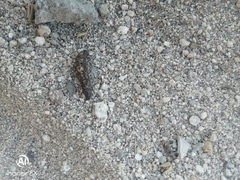 Ctenosaura hemilopha