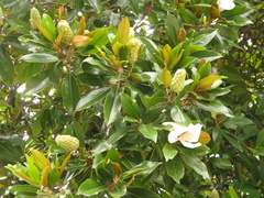Magnolia grandiflora
