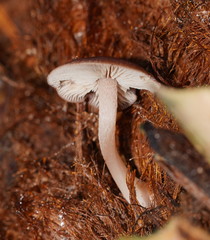 Lentinellus tasmanicus