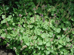 Coleus formosanus