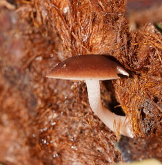 Lentinellus tasmanicus