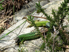 Lacerta schreiberi