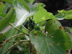 Pachyrhynchus tobafolius