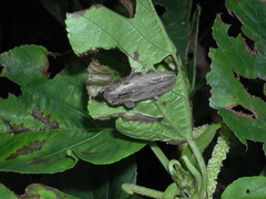 Bumetopia stolata