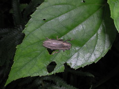 Bumetopia stolata
